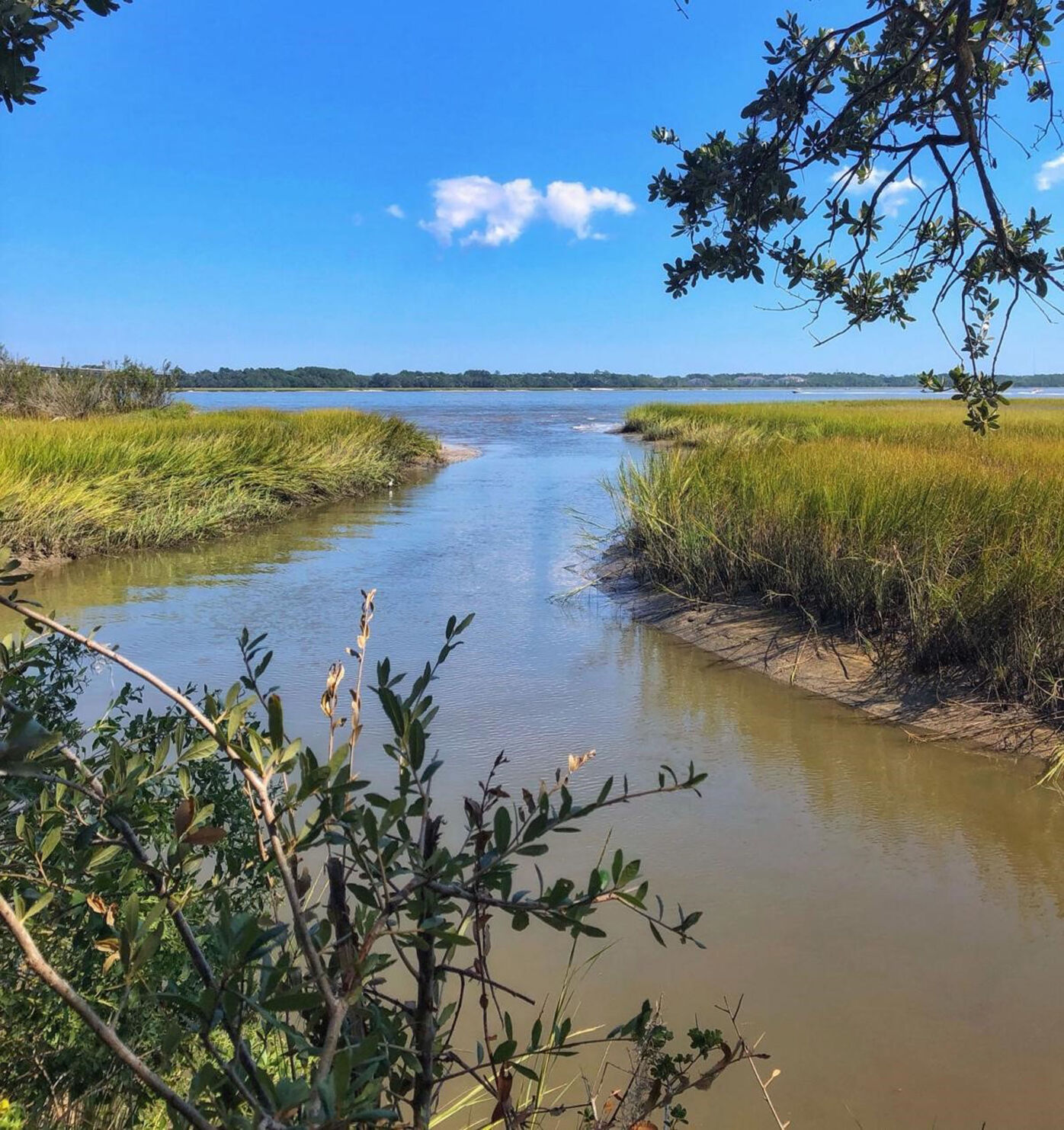 Marsh and creek on Daniel Island